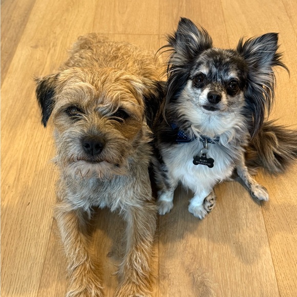 Meet your Posher, C cordelia - Picture 10 of 15